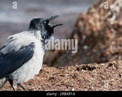 Hooded crow, carrion crow, Corvus corone Stock Photo