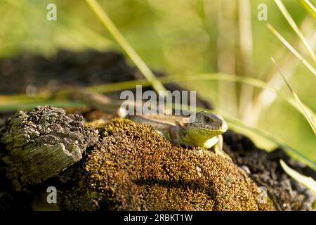 sand lizard, Lacerta agilis Stock Photo
