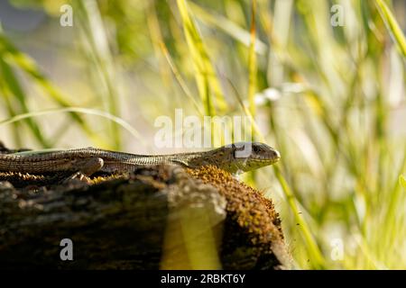 sand lizard, Lacerta agilis Stock Photo