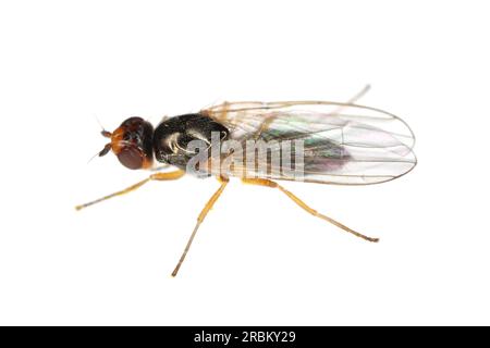 Adult Carrot root fly, Chamaepsila rosae called also Psila rosa. Side and from top view, isolated on white background. Stock Photo