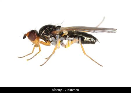 Adult Carrot root fly, Chamaepsila rosae called also Psila rosa. Side view, isolated on white background. Stock Photo