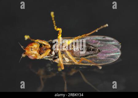 Adult Carrot root fly, Chamaepsila rosae called also Psila rosa. View of a lying insect from below on a black background. Stock Photo