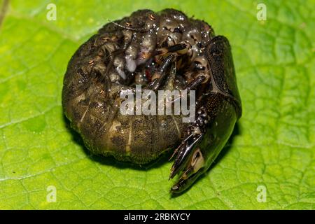 Eastern Dobsonfly Hellgrammite - Corydalus cornutus Stock Photo