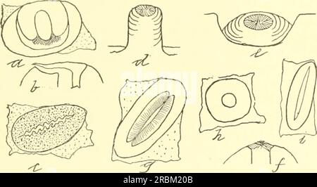 "Economic entomology for the farmer and the fruit grower, and for use as a text-book in agricultural schools and colleges;" (1906) Stock Photo