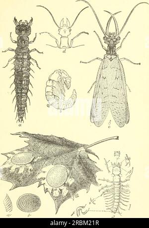 'Economic entomology for the farmer and the fruit grower, and for use as a text-book in agricultural schools and colleges;' (1906) Stock Photo