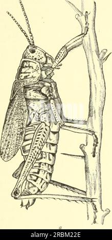 "Economic entomology for the farmer and the fruit grower, and for use as a text-book in agricultural schools and colleges;" (1906) Stock Photo