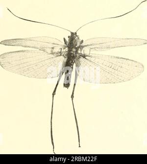 "Economic entomology for the farmer and the fruit grower, and for use as a text-book in agricultural schools and colleges;" (1906) Stock Photo