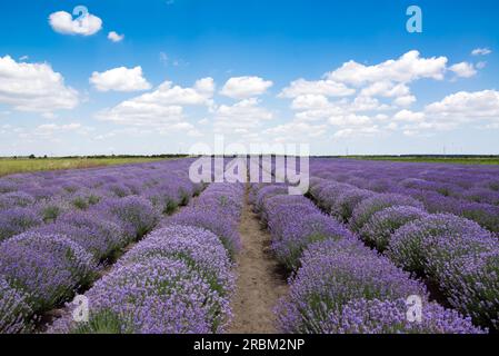 Beautiful lavender field with cloudy sky Stock Photo