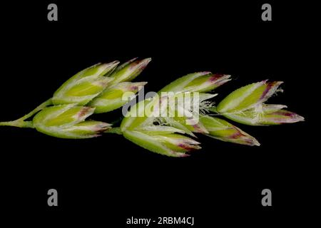 Smooth Meadow Grass (Poa pratensis). Inflorescence Detail Closeup Stock Photo