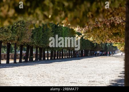 Jardin des Tuileries. Treelined avenues in the 17th century Tuileries Garden provide shade on hot, sunny day. Place de la Concorde, 1 Arr Paris. Stock Photo