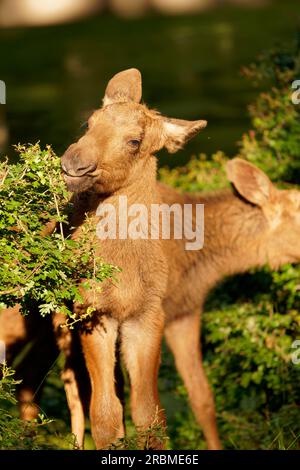 Baby moose, elk, Alces alces Stock Photo