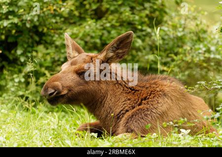 Baby moose, elk, Alces alces Stock Photo