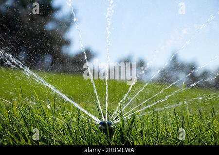 Watering the lawn in the park in the summer in the sun in Ukraine, green grass Stock Photo