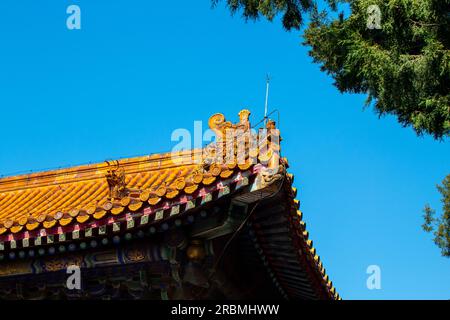 View of roofs in Beijing's Forbidden City, China. UNESCO World Heritage site. Blue sky with copy space for text Stock Photo