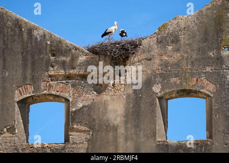 white storks, ciconia ciconia, nesting in a storks colony in Andalusia near Jerez de la Frontera, Spain Stock Photo