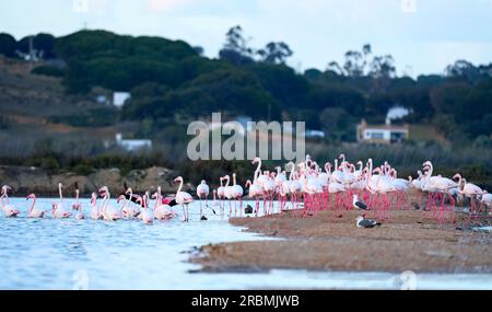 rose flamingos, Phenicopterus roseus, in the wetlands of Isla Christina, Andalusia Spain Stock Photo