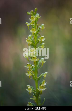 Wild orchid, Platanthera algeriensis, rare wild orchid next to stream, Andalucia, Spain. Stock Photo