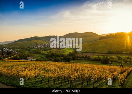 Village and autumnally colored vineyards, sunrise, Ebringen, near Freiburg im Breisgau, Markgräflerland, Black Forest, Baden-Württemberg, Germany Stock Photo