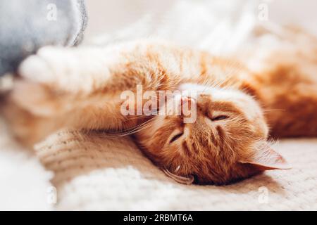 Ginger cat lying on blanket upside down. Sleepy pet relaxing and feeling comfortable at home on sunny morning Stock Photo