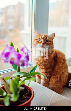 Ginger cat sitting in carton box on window sill at home. Pet relaxing by flowers plants feeling comfortable and cozy Stock Photo