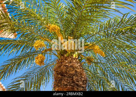 Palm tree with blue sky seen from deckchair, on Costa Blanca, Spain Stock Photo