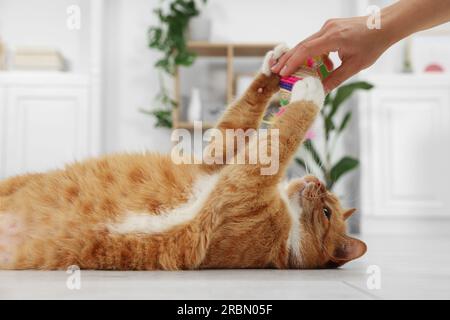 Woman playing with cute ginger cat at home, closeup Stock Photo