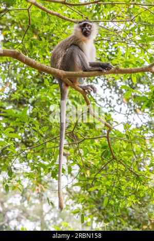 Wild monkey on top of a tree, holding on branches. Primate Macaco