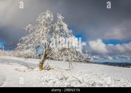 Snow-covered beech trees at Kahler Asten (841 m) near Winterberg, Sauerland, North Rhine-Westphalia, Germany Stock Photo