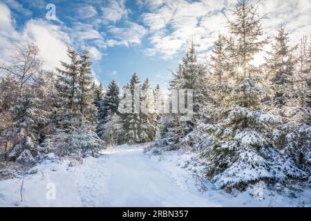 Hiking trail in the winter forest at Kahler Asten near Winterberg, Sauerland, North Rhine-Westphalia, Germany Stock Photo