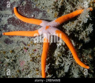 A bright orange red Blood Star photographed scuba diving in southern British Columbia. Stock Photo