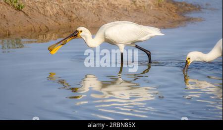Eurasian spoonbill, Platalea leucorodia, wading through waters with caught fish in its beak. The fish is an invasive mozambique tilapia, Gran Canaria Stock Photo