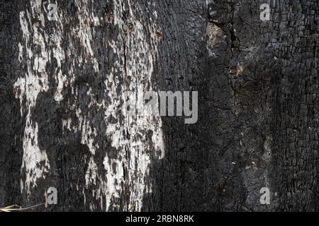The burnt bark of an oak tree, texture or background Stock Photo
