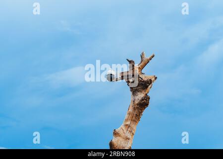 Closed circuit camera multi-angle CCTV system camera installed on dead tree in the garden. Security surveillance camera on tree stump in the park. Cov Stock Photo