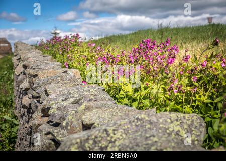 Fieldstone wall with flowers on the England/Scotland border, Jedburgh, Scottish Borders, Scotland, UK Stock Photo