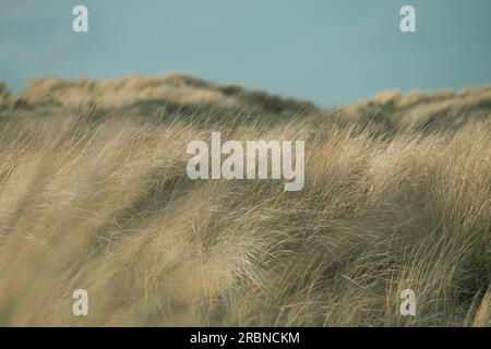 Yellow dry grass in the wind in the sand dunes, North Sea coast, close-up. Stock Photo