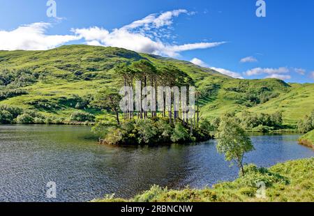 Dumbledore's Grave Lochailort Scotland a small island with Scots Pine Trees at the West end of Loch Eilt Stock Photo