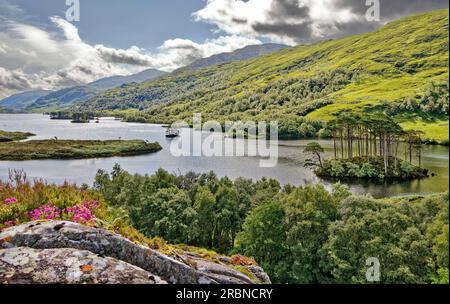 Dumbledore's Grave Lochailort Scotland the island with large Scots Pine Trees at the west end of Loch Eilt Stock Photo