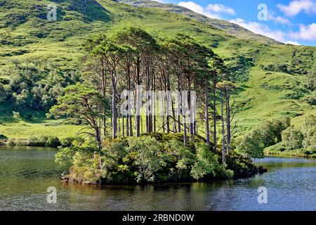 Dumbledore's Grave Lochailort Scotland the small island with Scots Pine Trees at the west end of Loch Eilt Stock Photo