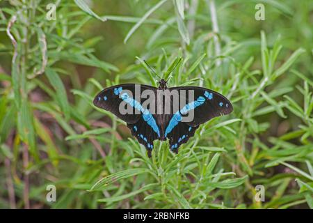 Green-banded Swallowtail Papilio nireus 14285 Stock Photo
