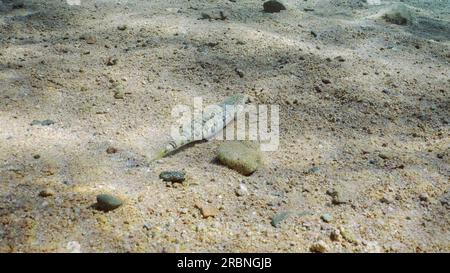Slender Lizardfish or Gracile lizardfish (Saurida gracilis) on sandy bottom on sunny day in sun glare, Red sea, Egypt Stock Photo