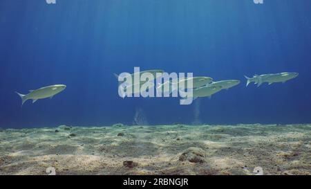 School of Striped Mullet (Mugil cephalus) swims in the blue water on sunny day in sunrays, Red sea, Egypt Stock Photo