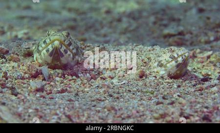 Frontal portrait of pair of Slender Lizardfish or Gracile lizardfish (Saurida gracilis) lie on sandy bottom in evening with sunset sunshine, Red sea, Stock Photo
