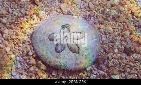 Close up of sea urchin Sand dollar, Cake urchin or Sea Biscuits on sandy bottom in sun glare, Red sea, Egypt Stock Photo