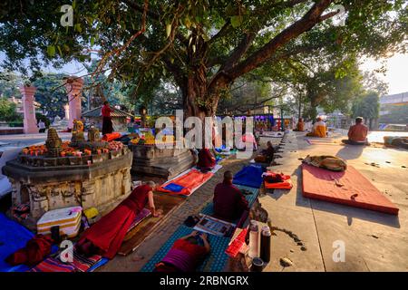 India, Bihar, Bodhgaya, Unesco World Heriatge, the Mahabodhi Temple, buddhist monks praying in front of the Bodhi tree under which the Buddha attained Stock Photo