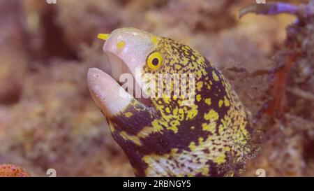 Close up portrait of Snowflake moray or Starry moray ell (Echidna nebulosa) on sea bottom on sunny day in sunlight, Red sea, Egypt Stock Photo