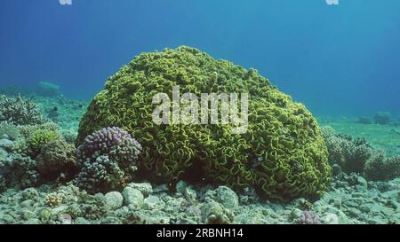 Lettuce coral or Yellow Scroll Coral (Turbinaria reniformis) colony on seabed on sunny day in sunrays, Red sea, Egypt Stock Photo