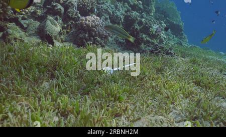 Disposable plastic spoon pollute seabed covered with green algae near with coral reef, tropical fish swim around in sunrays, Red sea, Egypt Stock Photo