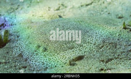 Flatfish is covered with sand on sandy bottom in bright sunny day in sunshine. Close-up of Leopard flounder or Panther flounder (Bothus pantherinus) l Stock Photo