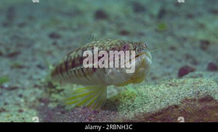 Portrait of Slender Lizardfish or Gracile lizardfish (Saurida gracilis) on sandy bottom on sunny day in sun glare, Red sea, Egypt Stock Photo