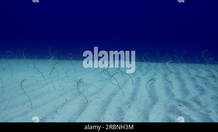 Group of Red Sea garden eels, Indo-Pacific garden eel or Spotted Garden Eel (Gorgasia sillneri) feeds on plankton leaning out of sandy bottom on brigh Stock Photo